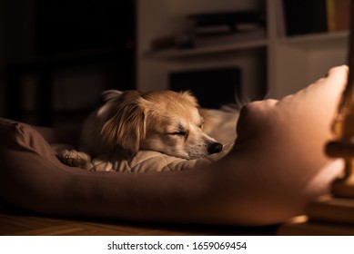 Portrait Of A Beautiful Lap Dog Sleeping In His Bed At Night