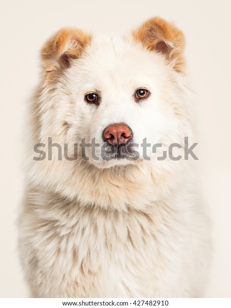 Portrait Beautiful Large Chowchow Mixed Breed Stock Photo Edit Now