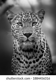 Portrait of beautiful leopard in black and white
