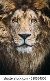 Portrait Of A Beautiful Lion