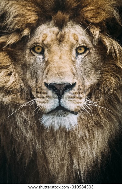 美しいライオンのポートレート の写真素材 今すぐ編集