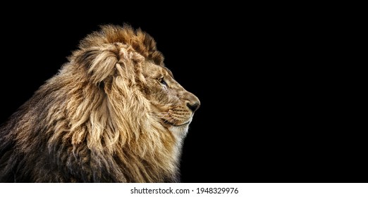 7 4件の ライオン横顔 の写真素材 画像 写真 Shutterstock