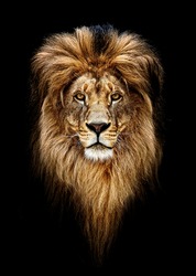 Portrait Of A Beautiful Lion, Lion In Dark.
