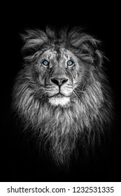 ライオン横顔 の写真素材 画像 写真 Shutterstock