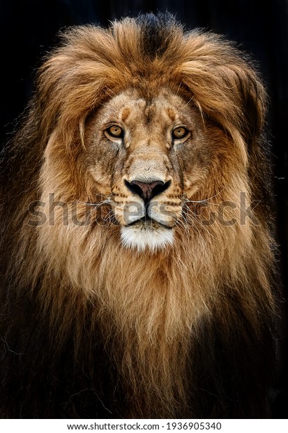 Portrait of a\
Beautiful lion, lion in\
dark.