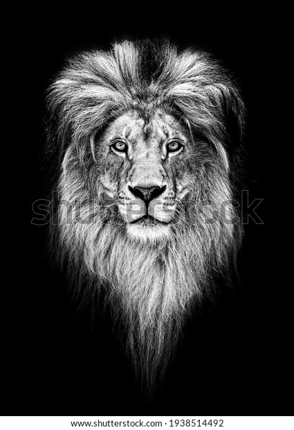 Portrait of a\
Beautiful lion, lion in\
dark.