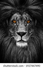 Portrait of a Beautiful lion, lion in dark. Intense fiery gaze.