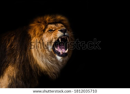 Portrait of a Beautiful lion, furious lion in dark