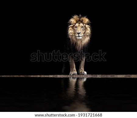 Portrait of a Beautiful lion, lion at the waterhole