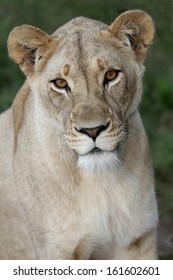 Portrait of a beautiful lioness with bright amber eyes