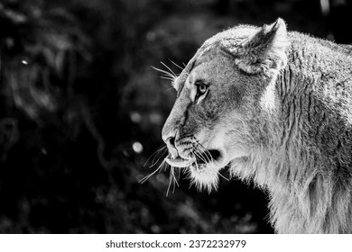 Portrait of a beautiful lioness licking herself - Powered by Shutterstock