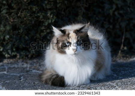 Portrait of a beautiful Longhair Cat with blue eyes