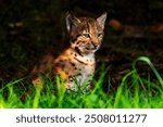 Portrait of a beautiful lynx cub. Baby lynx Spinner was born in Eindhoven Zoo in the summer of 2024, the Netherlands.