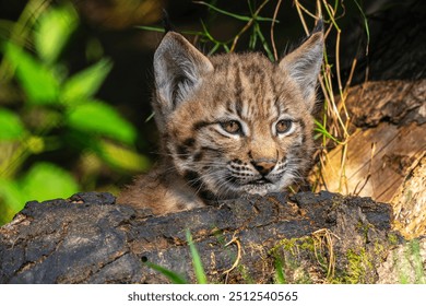 Portrait of a beautiful Lynx cub hiding behind a fallen log. Baby lynx Spinner was born in Eindhoven Zoo in the summer of 2024, the Netherlands.