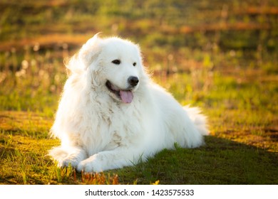 Cane Da Pastore Maremmano Abruzzese Hd Stock Images Shutterstock