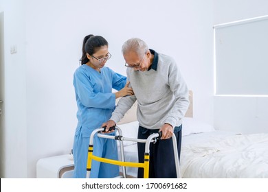 Portrait Of Beautiful Nurse Helping Old Man To Walk Using Walker Equipment In The Bedroom