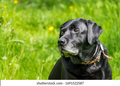 5,922 Old black lab Images, Stock Photos & Vectors | Shutterstock