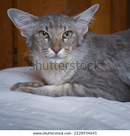 Portrait of a beautiful Oriental Longhair Cat