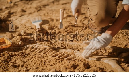 Portrait of Beautiful Paleontologist Cleaning Tyrannosaurus Dinosaur Skeleton with Brushes. Archeologists Discover Fossil Remains of New Predator Species. Archeological Excavation Digging Site