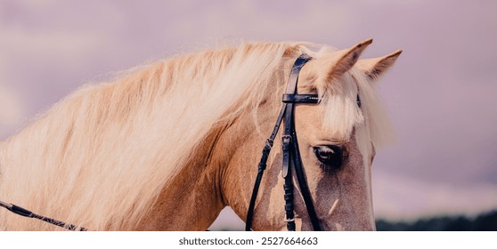 Portrait of a beautiful palomino horse against a cloudy pink sky on a sunny day. Horse riding. - Powered by Shutterstock