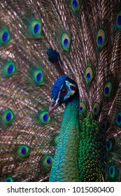 Portrait of beautiful peacock 
