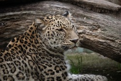 Cheetah in black and white, an Animal Photo by Etienne & Yolandi Outram