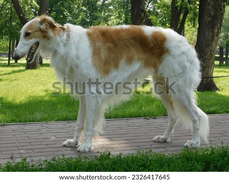 portrait of a beautiful pet dog greyhound standing on a path in the park