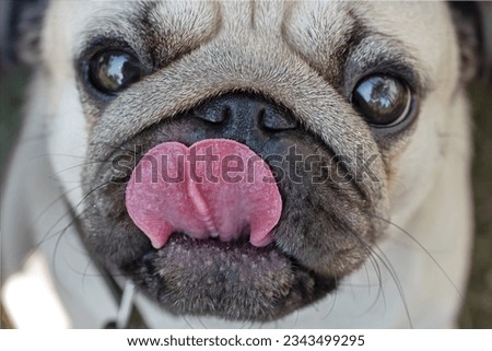 portrait of a beautiful pug who shows his tongue and looks into the camera, selective focus