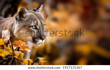 Portrait of Beautiful Puma in autumn forest. American cougar - mountain lion, striking pose, scene in the woods, wildlife America.
