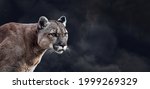 Portrait of Beautiful Puma. Cougar, mountain lion, on black smoke backgrounds