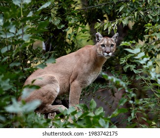 Portrait of Beautiful Puma. Cougar, mountain lion, puma, panther, striking pose, scene in the woods, wildlife America.