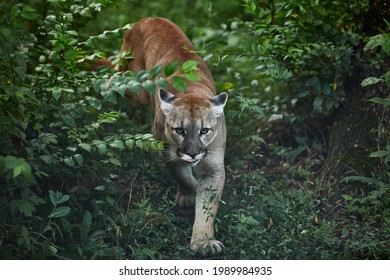Portrait of Beautiful Puma. Cougar, mountain lion, puma, panther, striking pose, scene in the woods, wildlife America.