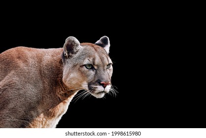 Portrait of Beautiful Puma. Cougar, mountain lion, isolated on black backgrounds
