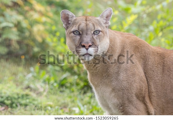 Beautiful Cougar Pics