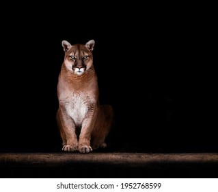 Portrait of Beautiful Puma, Puma in the dark. American cougar.