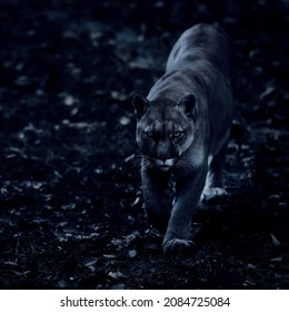 Portrait Of Beautiful Puma At Night Forest. American Cougar - Mountain Lion, Striking Pose, Scene In The Woods. Wildlife America