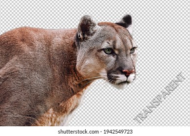 Portrait of Beautiful Puma on a transparent background, on layer in Tif file. Cougar, mountain lion, puma, panther, striking pose, wildlife America.