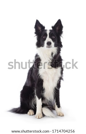 portrait beautiful purebred border collie dog on studio isolated white background