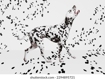 Portrait of beautiful purebred dog, Dalmatian posing over white background with black spots. Black and white aesthetics. Concept of domestic animal, beauty, motion, vet, creativity, art.