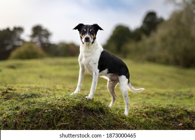 Portrait of beautiful ratterrier looking into the camera. Dog is standing in the middle of the grass with trees on background.