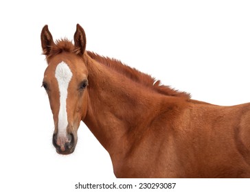 Portrait of a beautiful red foal. Isolated on white.