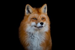 Portrait Of A Beautiful Red Fox With Thick Fur On A Contrasting Black Background