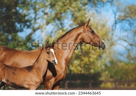 Portrait of beautiful red horse mare and her foal on autumn background