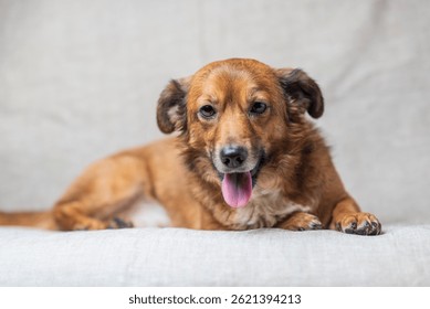 Retrato de un hermoso perro mestizo rojo en un estudio.