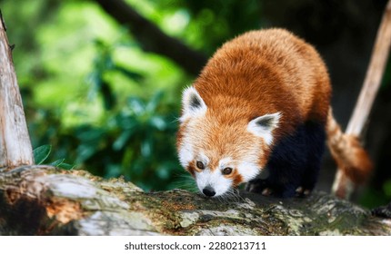 Portrait of a Beautiful Red Panda
