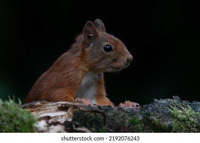 Portrait of a beautiful Red squirrel (Sciurus vulgaris)  on a branch in the forest of Noord Brabant in the Netherlands. Dark background.   