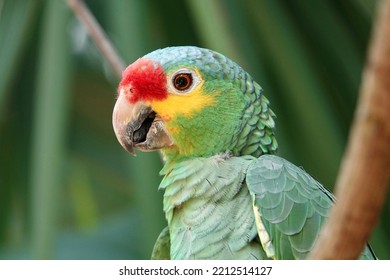 Portrait of beautiful Red-lored Amazon Parrot in Mexico on green blurry background behind the branch. High quality photo - Shutterstock ID 2212514127