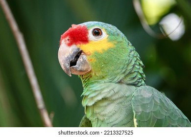 Portrait of beautiful Red-lored Amazon Parrot in Mexico on green blurry background. High quality photo - Shutterstock ID 2213327525