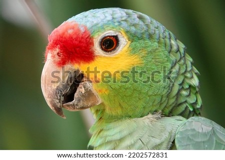 Portrait of beautiful Red-lored Amazon Parrot in Mexico on green blurry background. High quality photo