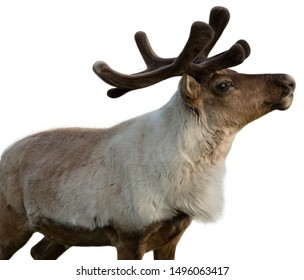 Portrait of a beautiful reindeer on isolated white background - Powered by Shutterstock